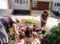 Висадка тюльпанів